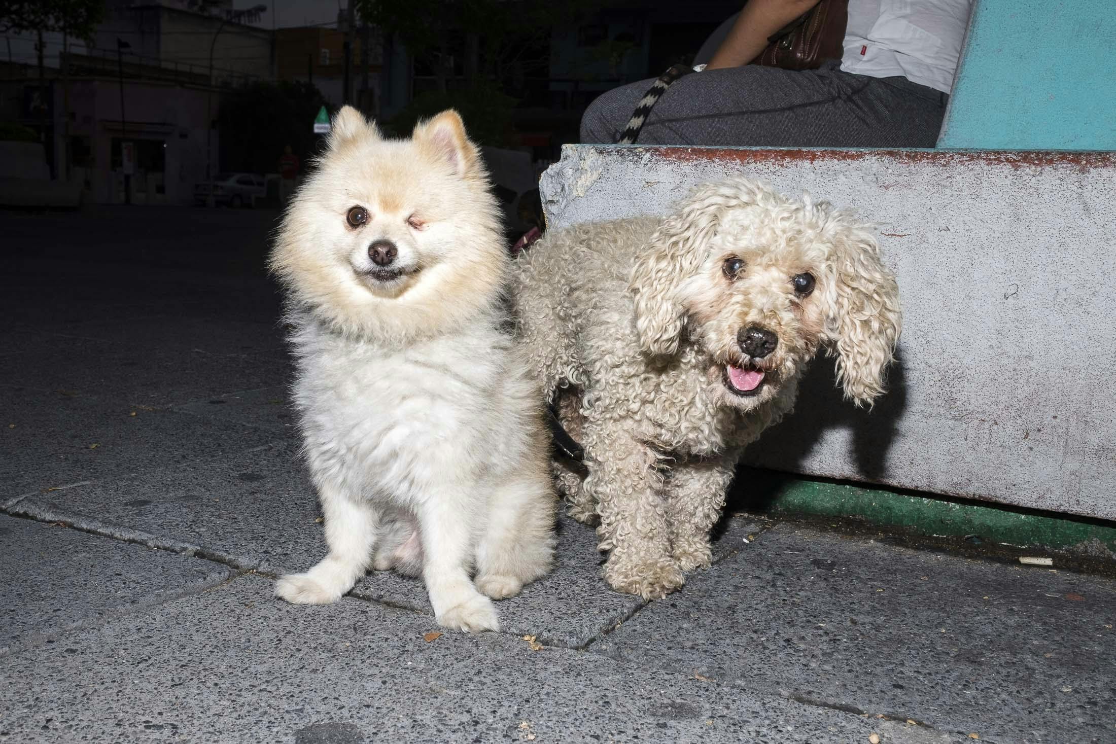 Two cute small dogs with missing eye in Mexico