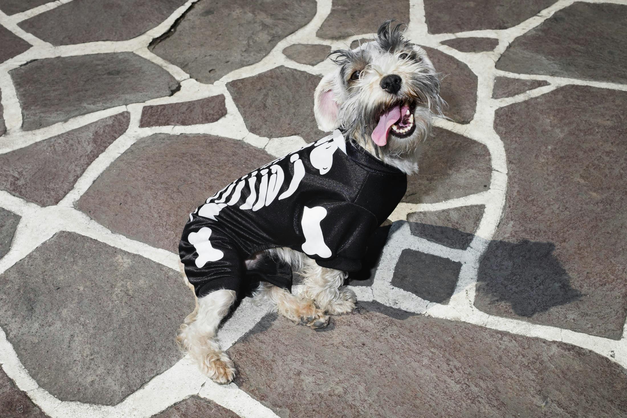 Dog with bones outfit in Mexico