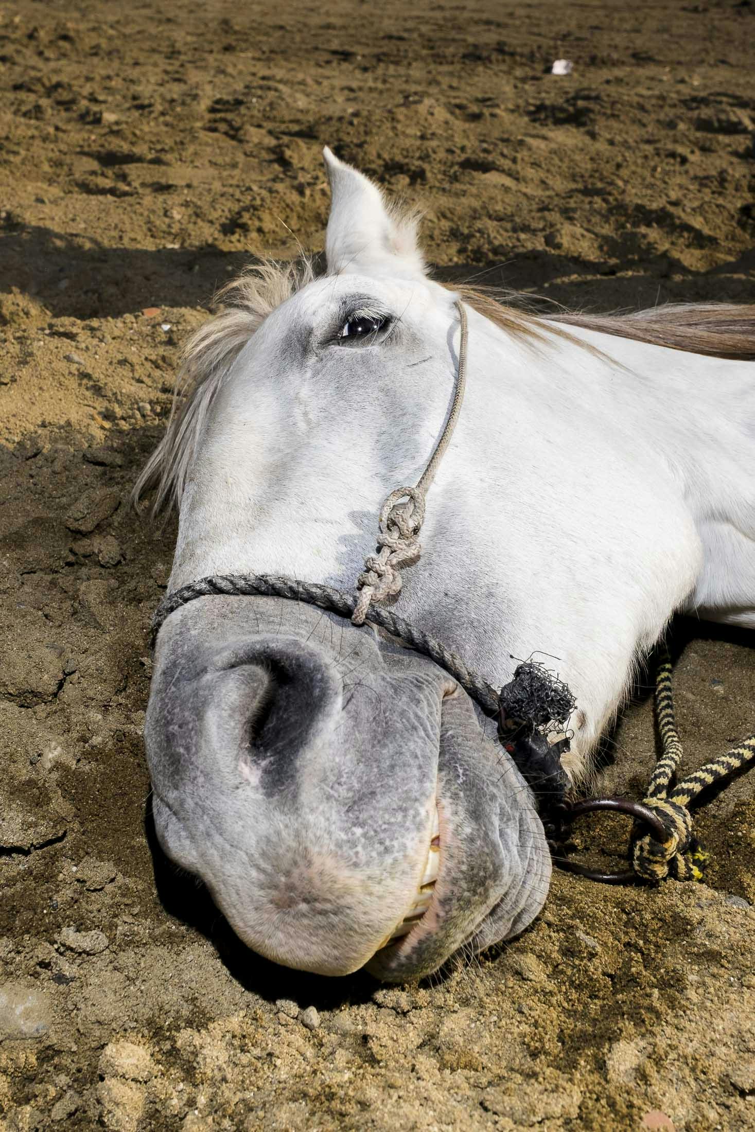 White horse laying on beach in Mexico
